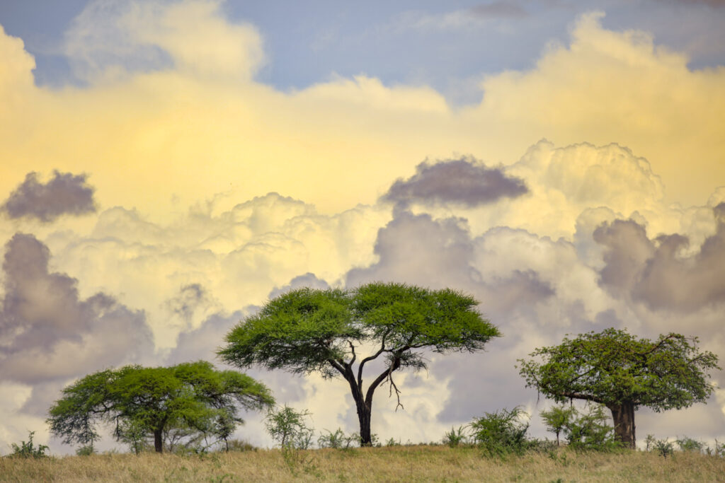 monica dalmasso ciel jaune afrique monica dalmasso ciel jaune afrique